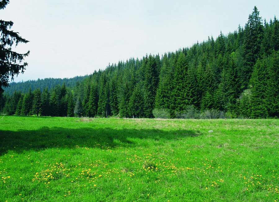 Δάσος Ελατιάς (Καρά Ντερέ)