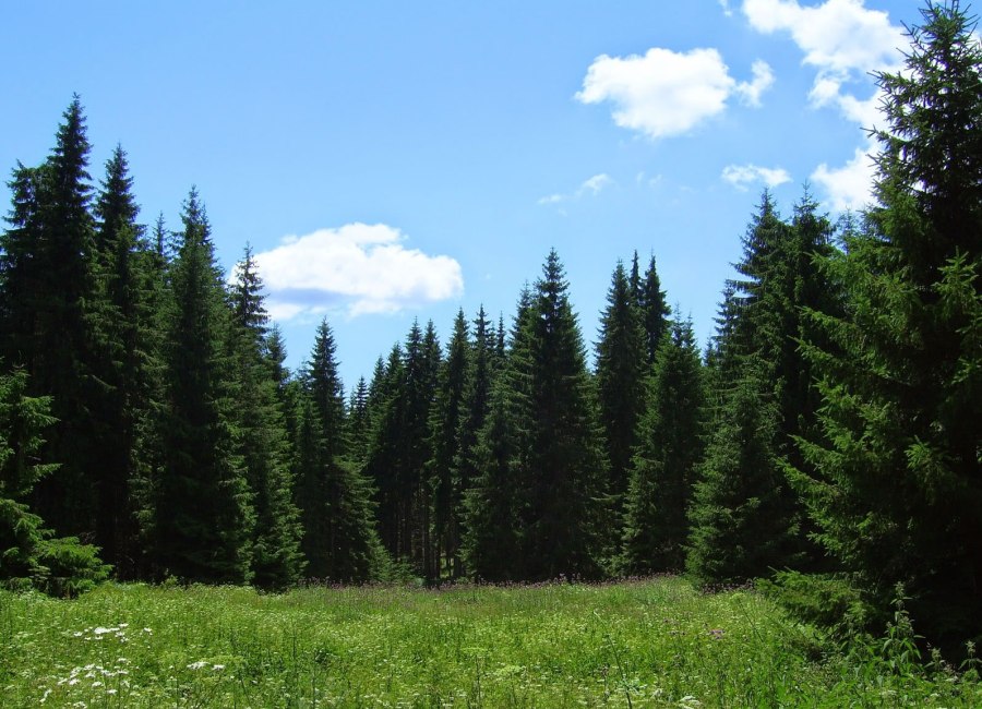 Δάσος Ελατιάς (Καρά Ντερέ)