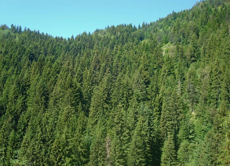 Δάσος Ελατιάς (Καρά Ντερέ)