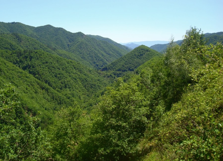 Δάσος Ελατιάς (Καρά Ντερέ)