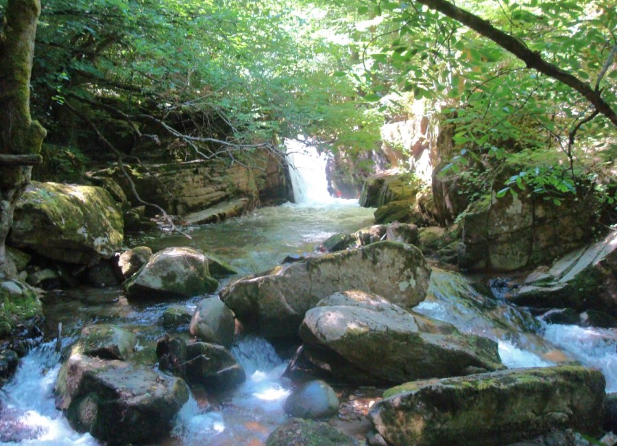 Δάσος Ελατιάς (Καρά Ντερέ)