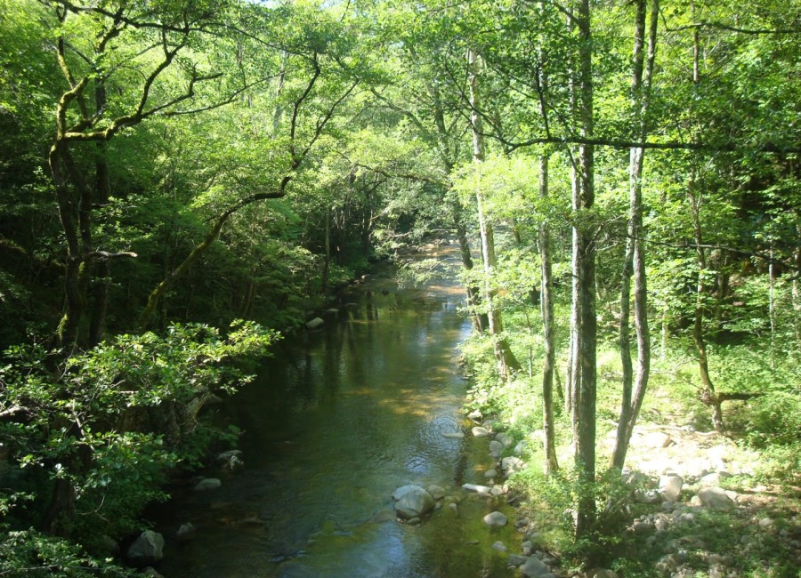 Δάσος Ελατιάς (Καρά Ντερέ)